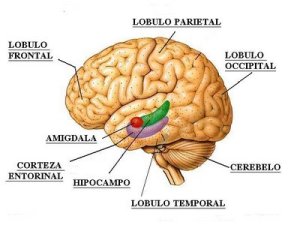amigdala-hipocampo-corteza-entorrinal